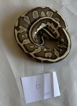 Image 3 of Ball pythons, selling whole collection plus vivs