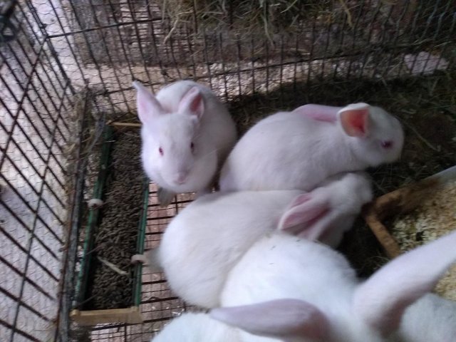Preview of the first image of New Zealand White rabbits for sale.