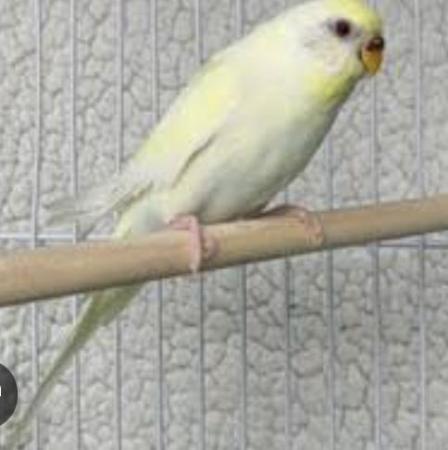 Image 5 of Pure cremino Hen Young Budgerigar