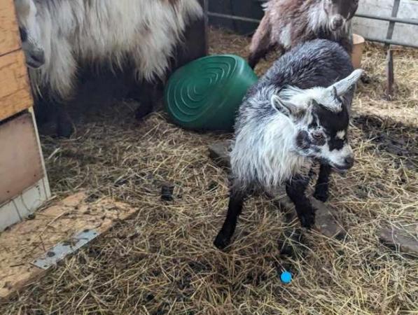Image 3 of Adorable male wether pygmy goats
