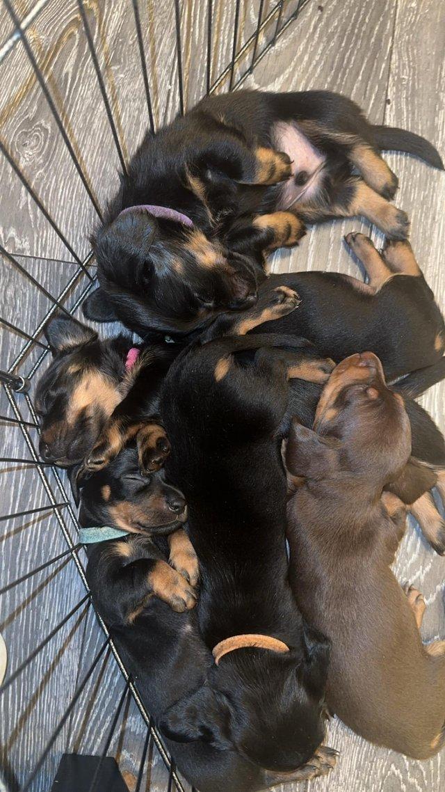 Preview of the first image of 4 x Black and Tan male daschund puppies for sale £800.