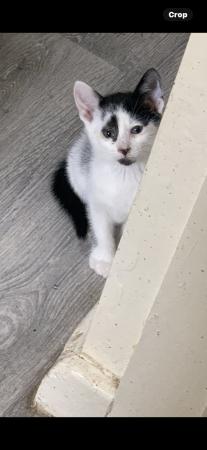 Image 1 of Chunky mostly white kitten with black markings ??