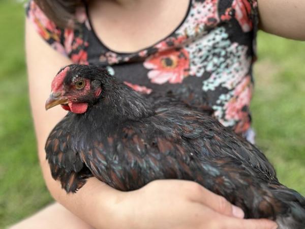 Image 2 of Beautiful Wyandotte Rooster (blue/black)