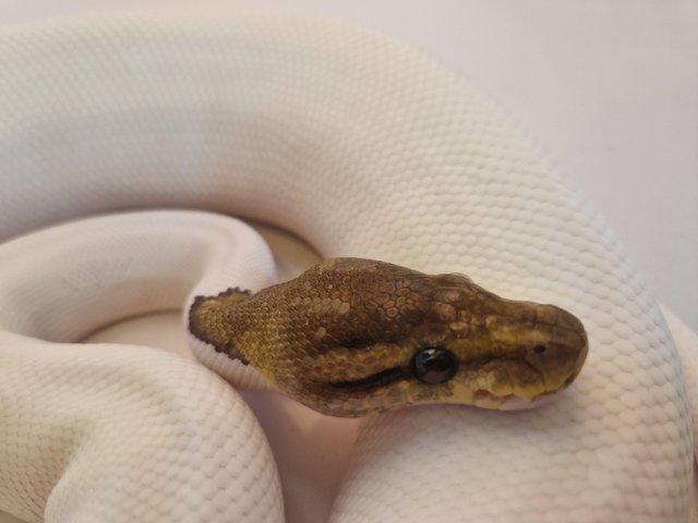 Preview of the first image of Cinnamon pied royal python female.