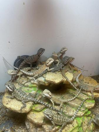 Image 11 of Bearded dragon baby’s hypo leatherbacks hatchlings