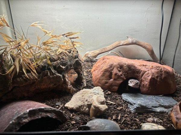 Image 5 of Leopard gecko with full set up