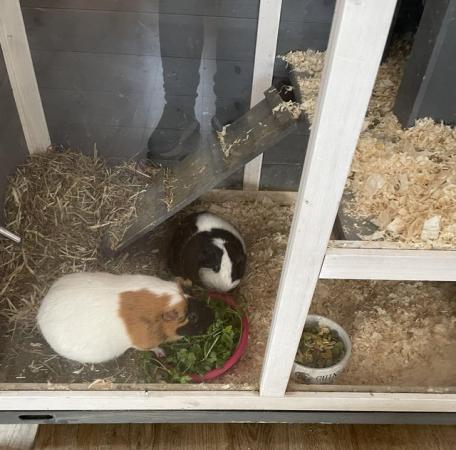 Image 2 of 2 female guinea pigs for sale