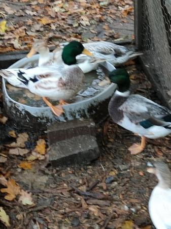 Image 3 of Call duck mini appleyard small ducks- pairs and trios.