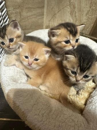Image 3 of Scottish straight pedigree kittens