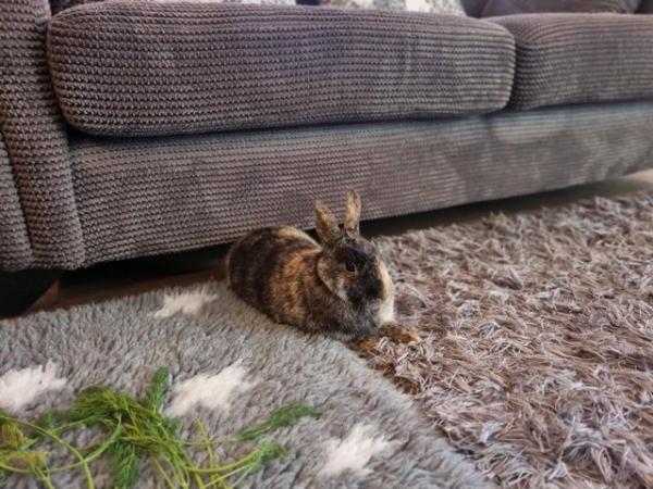 Image 4 of Experienced, Loving Bunny Forever Home Wanted