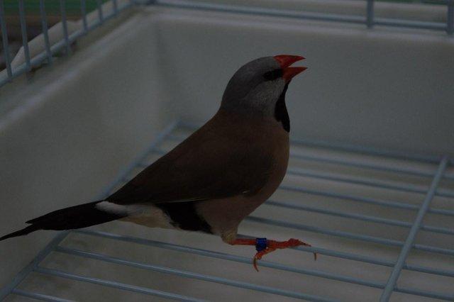 Image 5 of Various Finches for sale at Animaltastic
