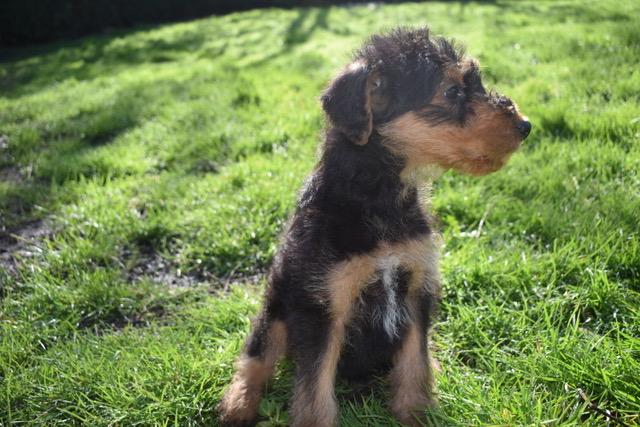 Image 3 of READY NOW!! KC Registered Airedale Puppies