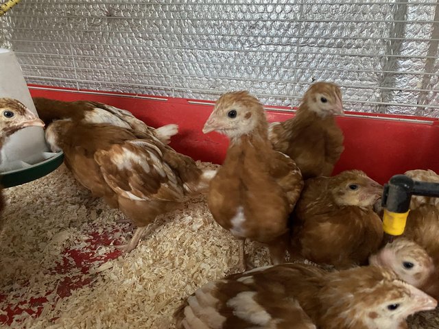 Preview of the first image of Warren Hyrbid Hens Growers.