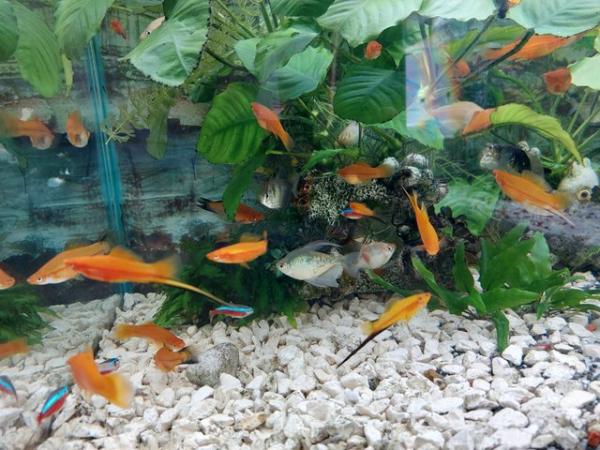 Image 1 of Swordtails fish, Adult size male and females