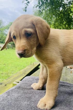 Image 24 of Labrador Puppies, KC Registered, Helsby , Cheshire