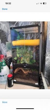 Image 5 of Crested geko with set up