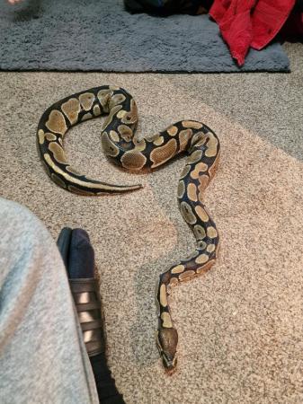 Image 5 of Adult royal python and viv (4x2x2) can be sold separately