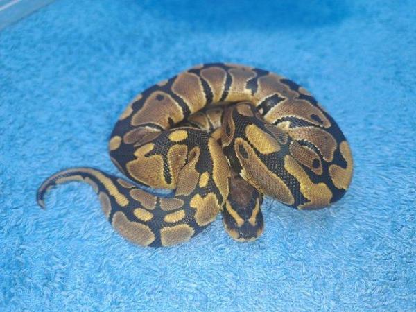Image 5 of Royal python male baby cb23