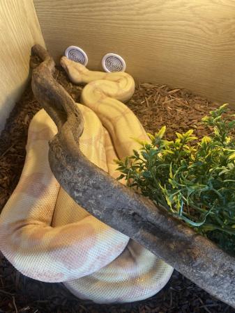 Image 2 of Female and male boas with set ups
