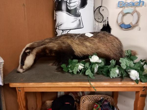 Image 1 of Taxidermy badger full mount