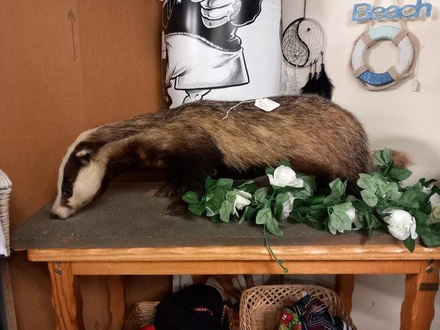Preview of the first image of Taxidermy badger full mount.