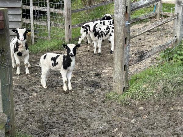 Image 3 of Pedigree registered jacob ewe lambs