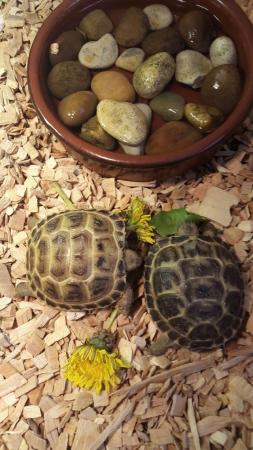 Image 2 of Baby horsefield tortoises with full set up