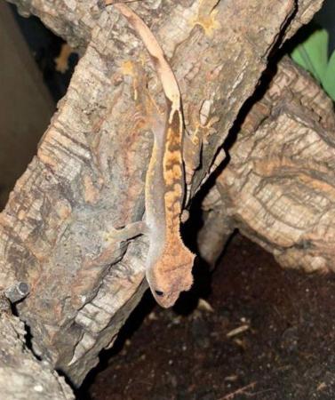 Image 5 of Baby crested gecko’s for sale!!!