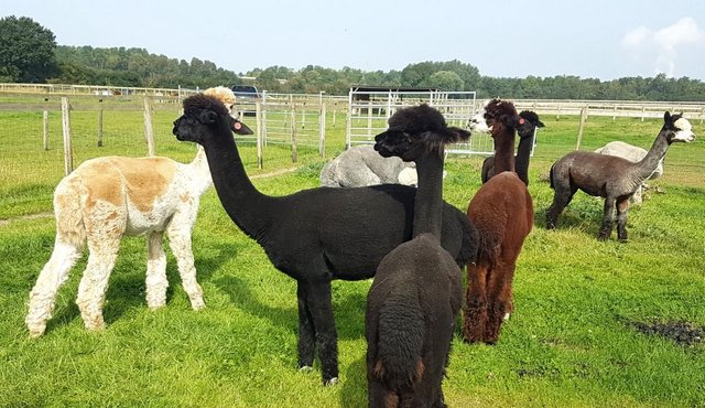 Image 2 of ALPACA BAS REG'D INTACT MALE TOP BLOODLINES, CHAMPION SIRED