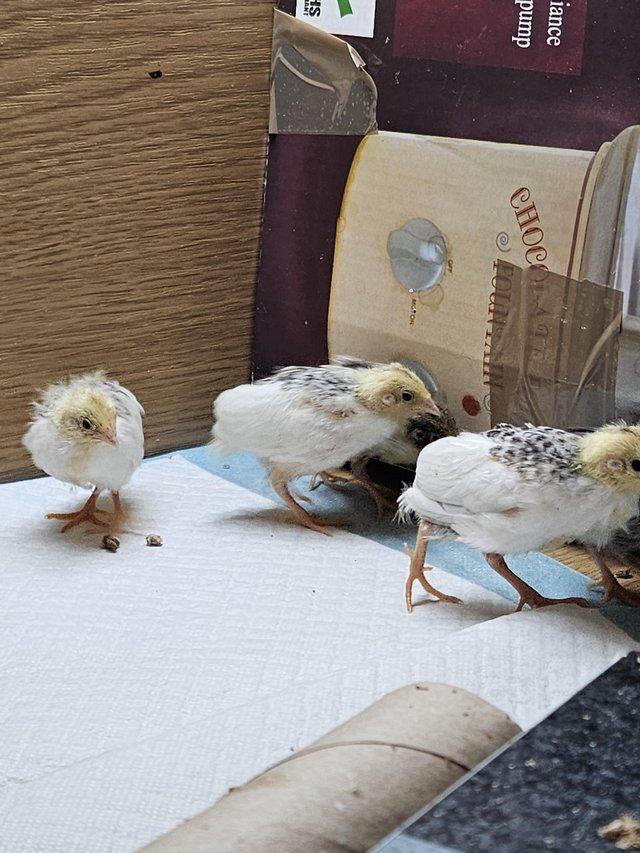 Preview of the first image of Button/Chinese painted quail.