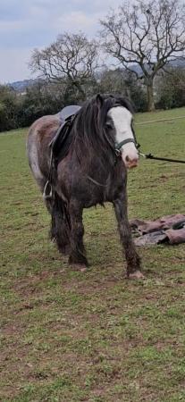 Image 2 of Lovely 4 year old cob mare