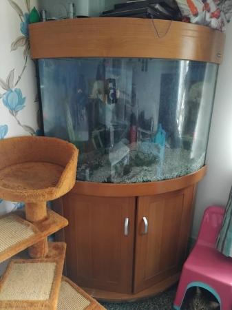 Image 2 of Corner fish tank with standCorner fish tank with stand