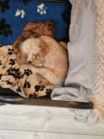 Image 6 of *! Red/apricot toy poodle puppies,adorable! 1 BOY AVAILABLE