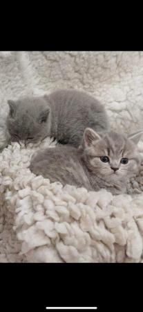 Image 5 of Pedigree British shorthair kittens