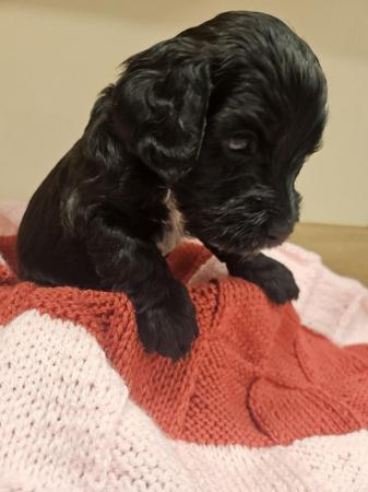 Image 3 of F1b cockapoo puppies for sale
