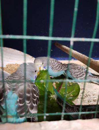 Image 4 of Baby budgies available in 8/9 weeks
