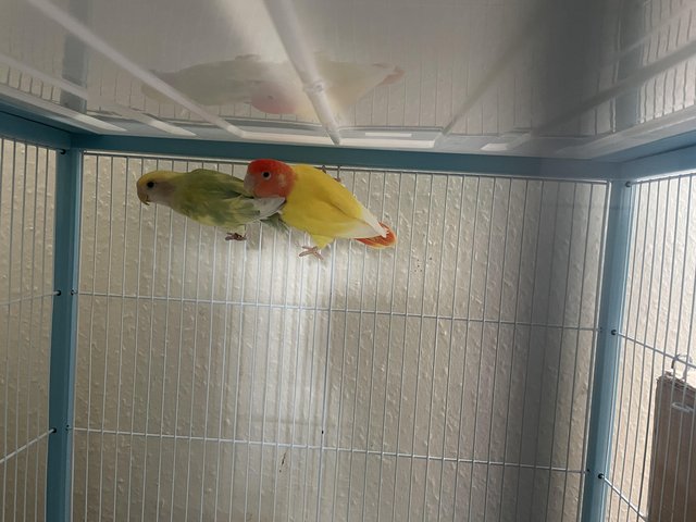 Preview of the first image of Pair of love birds with cage for sale.