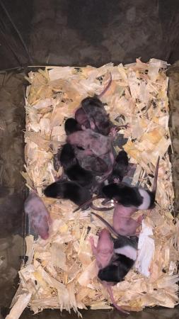 Image 5 of Male and female mice AVAILABLE! ONLY £5 EACH