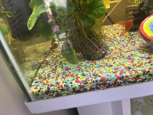 Image 1 of 150 litre fish tank includes fish, accessories, food & stand