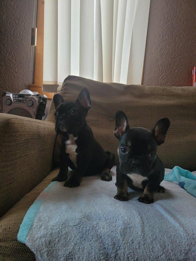 Preview of the first image of Ready to leave Lovely french bull dogs puppies.
