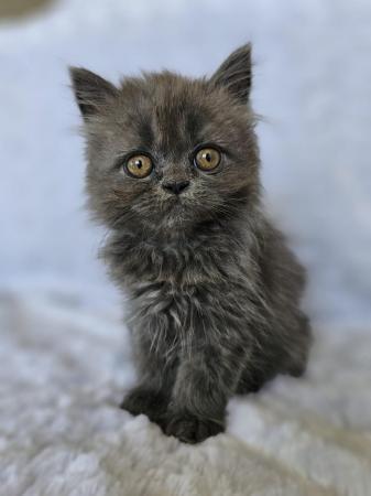 Image 2 of 5 Persian Kittens for sale