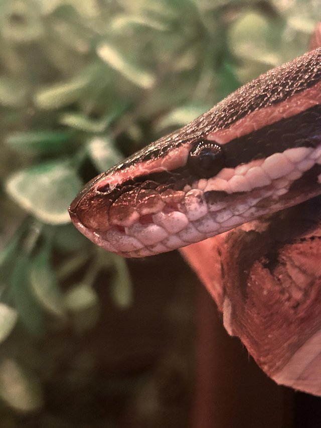 Complete 4ft vivarium set up and ball python