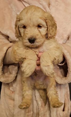 Image 16 of Cockapoo puppies for sale blonde and red