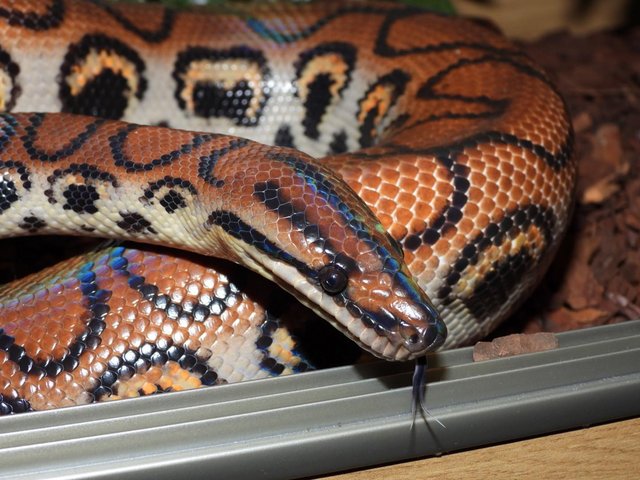 Preview of the first image of Male Brazilian Rainbow boa proven breeder 7 years old.
