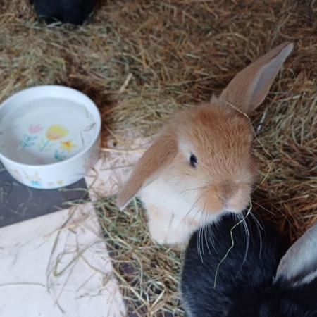 Image 3 of Cute 5 week old and 5 month old ni lops ready to be re-homed