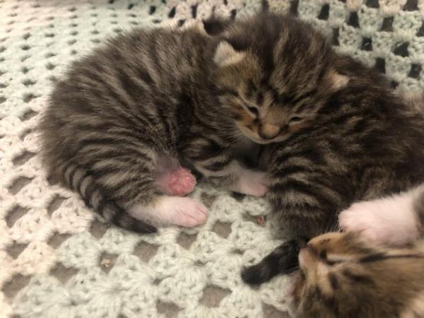 Image 2 of **One left **3 beautiful male tabby x bengal kittens