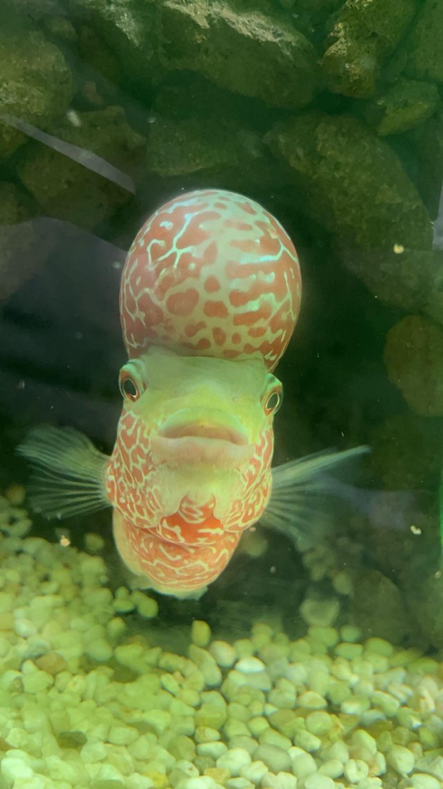 Preview of the first image of LARGE MALE FLOWERHORN FOR SALE £55 ONO.