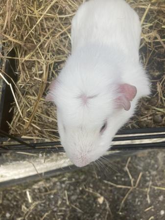 Image 4 of Guinea pigs for sale boys and girl