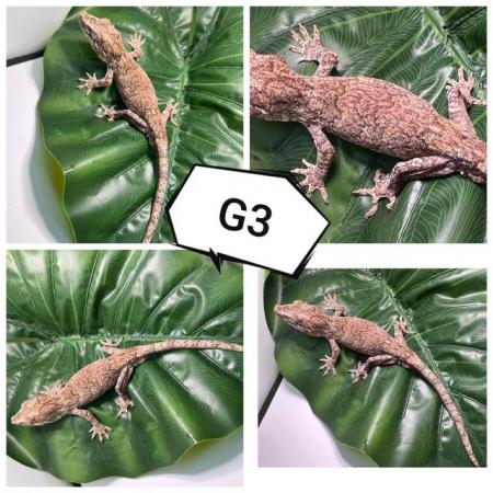Image 2 of Various gargoyle geckos ( R. auriculatus)