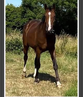 Image 3 of very well bred4 year old kwpn mare for sale